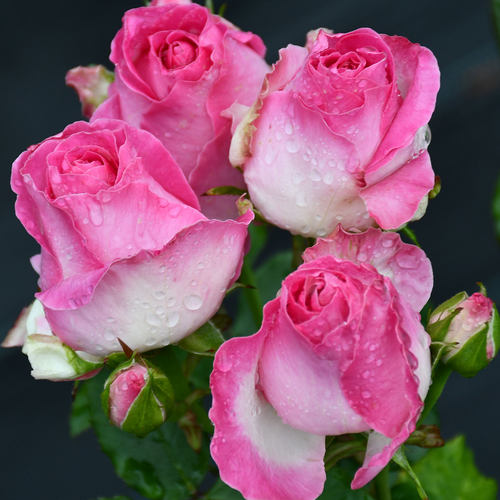 真品月季糖果雪山玫瑰花包对版