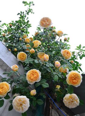 黄色藤本【欢笑格鲁吉亚】庭院大阳台园艺爬藤月季花苗多季