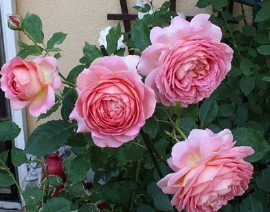 月季银禧庆典奥斯汀灌木玫瑰花苗