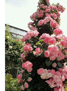 多季藤本月季【樱霞】蔷薇月季花苗庭院阳台盆栽攀爬多季花卉