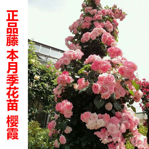 蔷薇庭院阳台盆栽攀爬月季花苗
