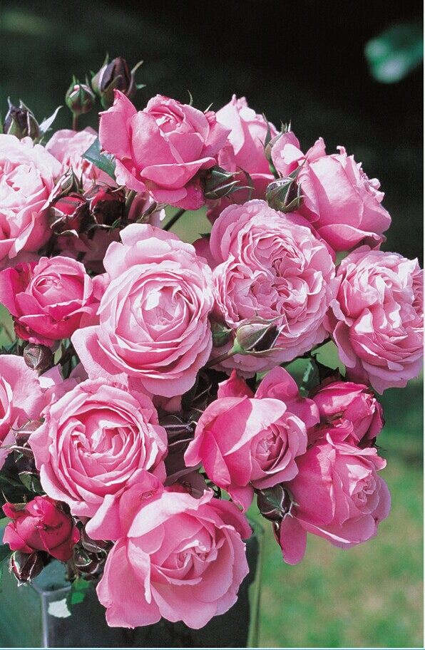 推荐小藤本大灌木 纽曼姐妹 香味多季月季花苗带营养土钵,鲜花速递/花卉仿真/绿植园艺,月季/蔷薇/玫瑰,淘宝优惠券,粉丝福利购,淘宝优惠卷