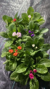 玫瑰报春花重瓣 温度零下地区不拍拍保温不发货