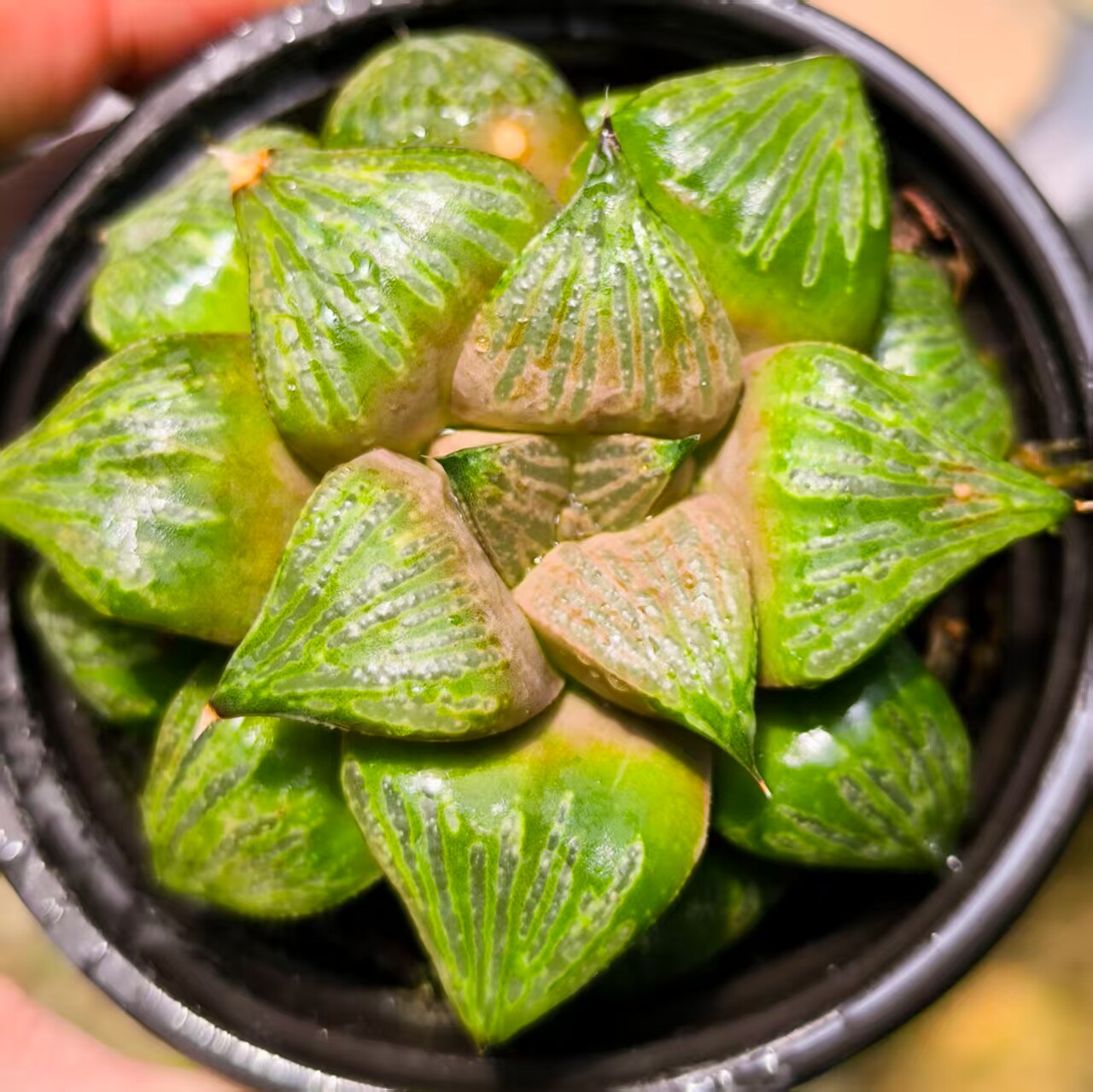 皮上窗绿纹全皮窗青蟹寿丸叶艳肌型日系实生进口十二卷寿多肉植物
