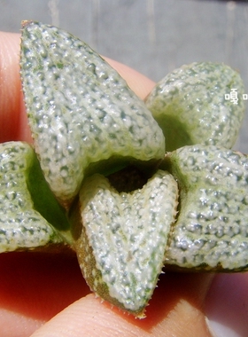 青蟹寿 雪珍珠 Haworthia splendens Snow Pearl 十二卷 瓦苇多肉