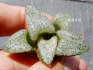 Snow 瓦苇多肉 Haworthia 青蟹寿 splendens 十二卷 雪珍珠 Pearl