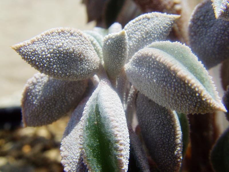 特白 蛤蟆皮椒草 peperomia 蛤蟆椒草 进口多肉植物 5cm+一物一拍