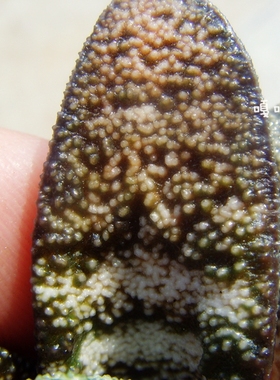 鲨鱼掌属 Gasteria batesiana JDV 91/37 原始种 卧牛十二卷 多肉