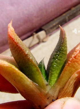 原始种 卧牛 十二卷 Gasteria nitida var. armstrongii 多肉瓦苇