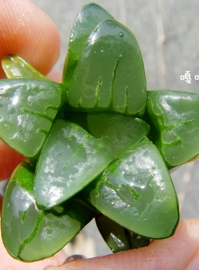 mutica系列 原始种 Haworthia chromutica GM685 十二卷 瓦苇多肉