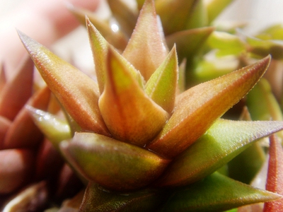 硬叶十二卷Haworthia viscosa瓦苇南非进口多肉植物一物一拍盆栽