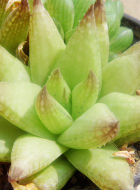 Haworthia reticulata大型网纹草原始种十二卷南非输入瓦苇多肉