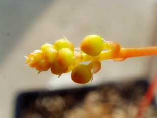 迪可芦荟迪克微型原始种芦荟Aloe descoingsii马达加斯加多肉植物