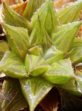 皮上窗原始十二卷Haworthia magnifica多肉植物绿纹瓦苇属12