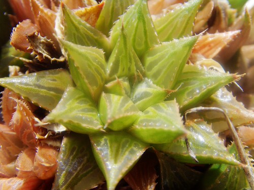 皮上窗原始十二卷Haworthia magnifica多肉植物绿纹瓦苇属12