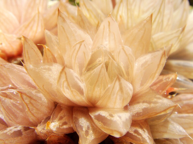 粉肌原始种小萌物多肉植物haworthia oculata evj15927软叶十二卷