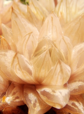 粉肌原始种小萌物多肉植物Haworthia oculata EVJ15927软叶十二卷