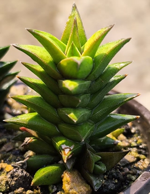 原始种硬叶十二卷H.viscosa宝塔型橙肌小型品种南非进口多肉植物