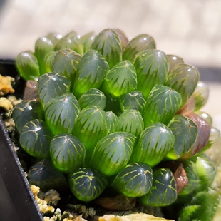 日系美纹透窗实生玉露多肉植物纹路可以晒成金色纹路日本进口