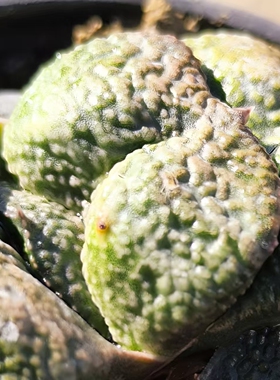 「塚原氏Zara肌」限定款军配型卧牛特隆骨大胸肌白疣短叶日本进口