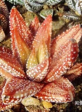 稀有红体原始种硬叶十二卷锦H. tanba MBB s.n. variegata南非