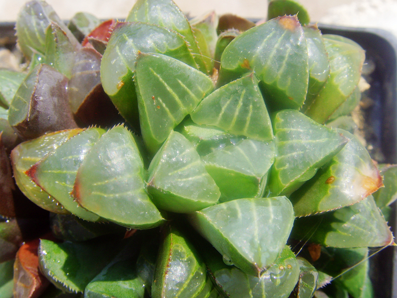 丸叶编号摩迪卡寿原始种瓦苇多肉十二卷Haworthia mutica Otzenii