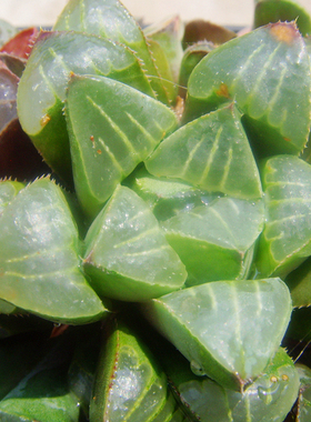 丸叶编号摩迪卡寿原始种瓦苇多肉十二卷Haworthia mutica Otzenii