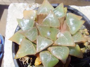 亮窗美纹木叶克里克特寿软叶十二卷瓦苇多肉植物5.6cm一物一拍