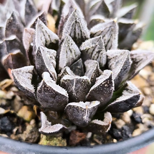 黑白森林日系实生寿十二卷黑线白窗多肉植物瓦苇，日本进口