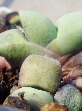 特选Gasteria glomerata小型丸叶军配叶形厚叶南非卧牛多肉植物