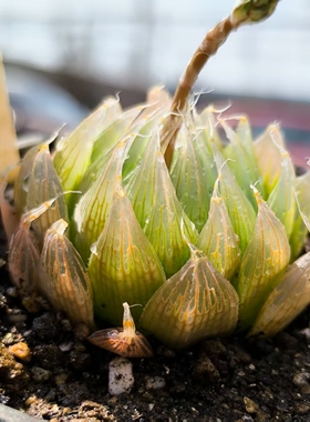 原始种编号针管玉露带原标H.specksii IB12476德国进口多肉植物