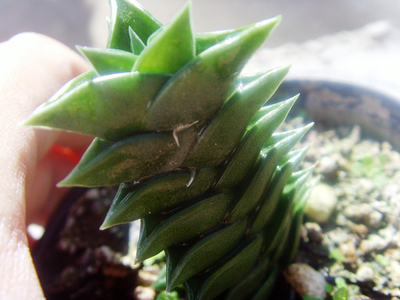 Haworthia viscosa南非输入原始种硬叶十二卷进口多肉植物