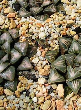 白寡妇 寿 十二卷 Haworthia mutica White Widow 多肉 瓦苇 稀少