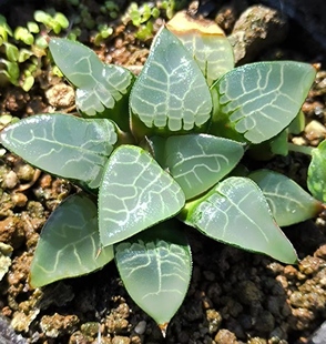 流水纹贝叶寿流纹克里克特寿Haworthia bayeri Suisyo欧洲进口