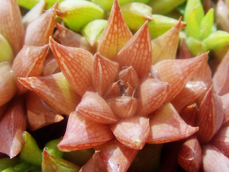 原始种软叶十二卷红体网纹瓦苇南非输入进口多肉植物一物一拍