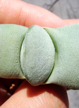 卧牛 原始种 Gasteria glomerata GM299 鲨鱼掌 十二卷 瓦苇 多肉