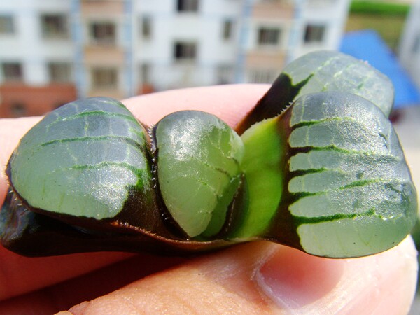 原始史扑 Haworthia springbokvlakensis 12卷 多肉 寿 十二|ruв категории доставка цветов/цветок моделирования/растения садоводства, цветок/растения в горшках (новый), Суккуленты - от Buy2taobao.com для оказания профессиональной услуги покупки агента Taobao