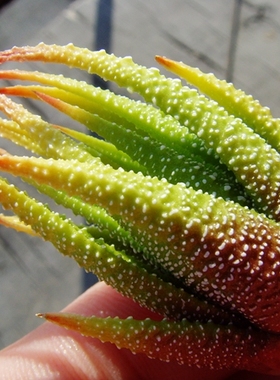 原始种 硬叶 十二卷 Haworthiopsis radula MBB6828 瓦苇多肉12卷