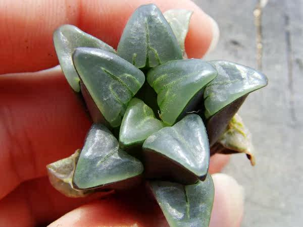 新货到 12卷 Haworthia chromutica 原始特亮窗 瓦苇 十二 原始|msdalam kategori penghantaran bunga/bunga simulasi/tumbuhan berkebun, bunga/Tumbuh-tumbuhan tumbuh-tumbuhan pasu (baru), succulents - dari Buy2taobao.com untuk memberikan perkhidmatan ejen Taobao profesional membeli