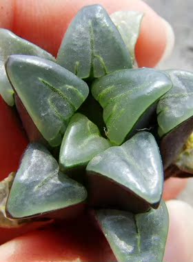 新货到 12卷 Haworthia chromutica 原始特亮窗 瓦苇 十二 原始