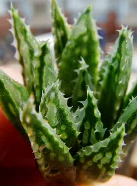 侧芽 较小慎拍 Haworthia modesta JDV86 原始瓦苇 12卷