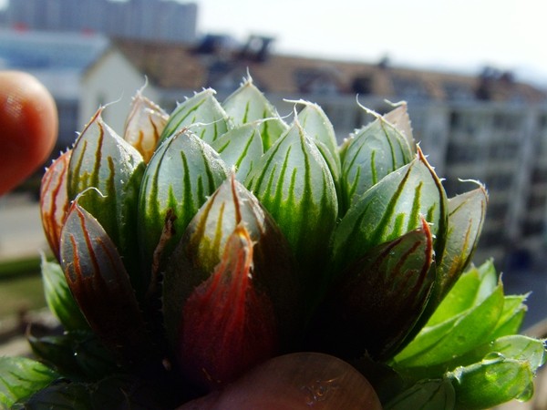 Twelve Haworthia cooperi var pilifera Bud 12 volume W Reed Succulentin the Flower delivery/Flowers simulation/Plants gardening , Flowers/Potted plants (New) , Succulents  category - from Buy2taobao.com to provide professional Taobao agent buy service