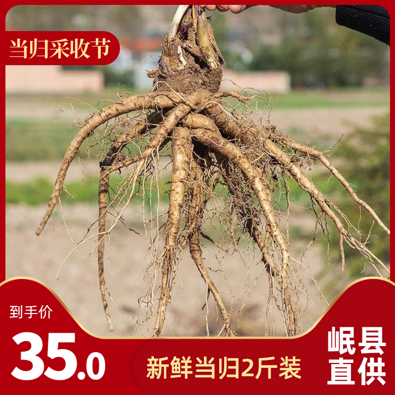 2021 Gansu Minxian fresh Angelica 500 gram *2 Place of Origin Angelica fresh wildin the Traditional nourishing food , Other traditional tonic , Angelica  category - from Buy2taobao.com to provide professional Taobao agent buy service