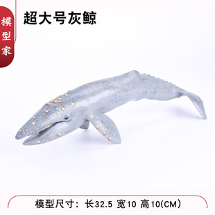 儿童实心仿真海洋海底生物野生动物世界灰鲸座头鲸虎鲸白鲸鲨鱼