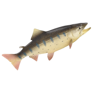 儿童海洋动物玩具模型金鱼枪鱼鲑鱼箱鲀石头鱼海螺炮弹鱼蝰鱼花鳅