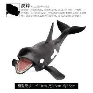儿童仿真海洋动物玩具模型摆件虎鲸鲨鱼大白鲨巨齿鲨灰鲸锤头鲨