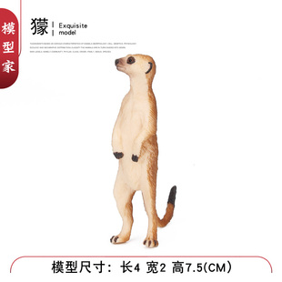 儿童野生动物玩具模型狐獴沼狸猫鼬獴灰沼狸灰爪狸海猫白鼬雪貂