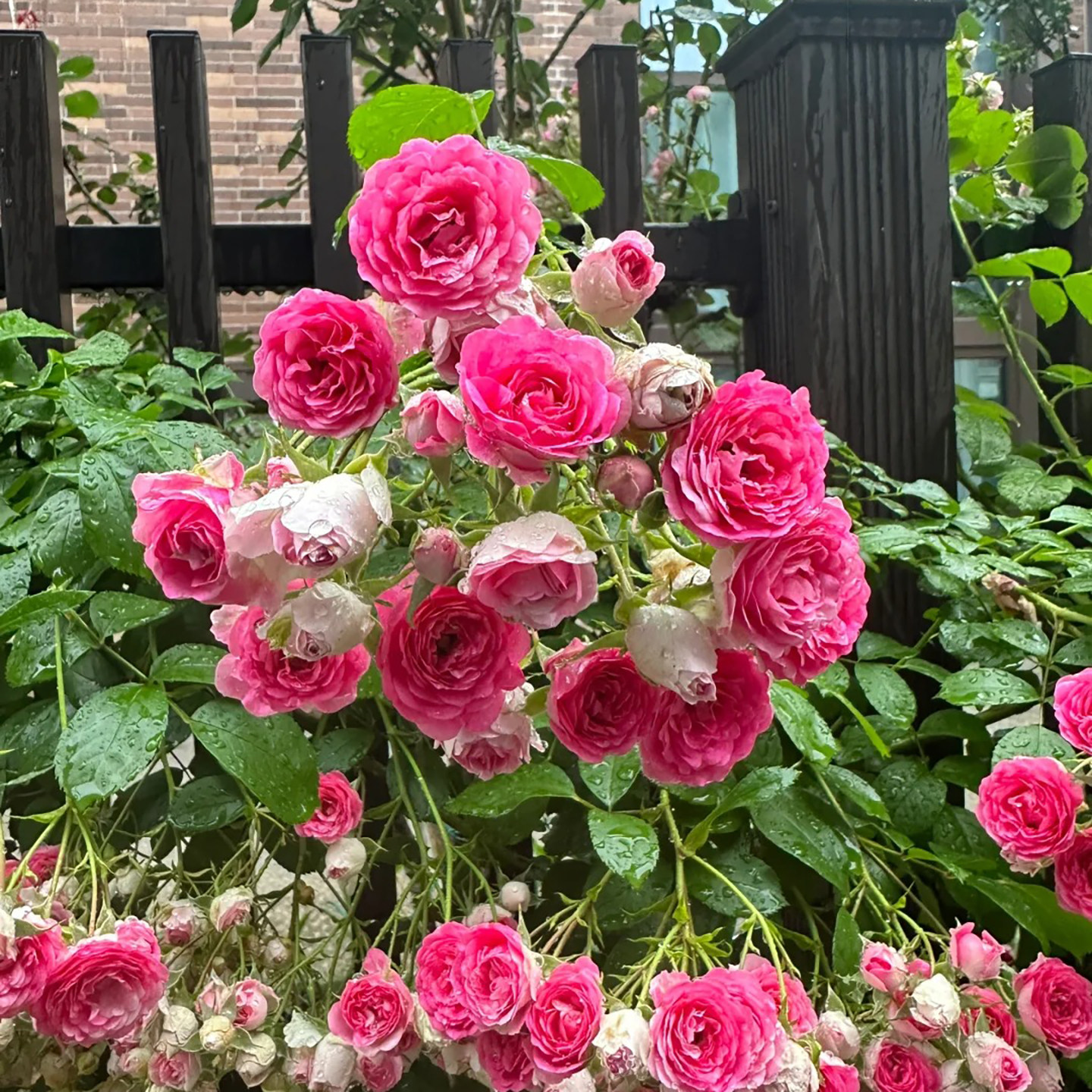 胭脂扣蔷薇/玫瑰月季花