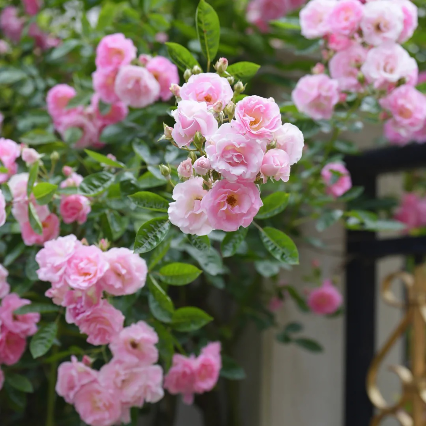 粉木香玫红木香爬藤花墙拱门月季蔷薇浓香盆栽地栽庭院攀爬月季苗