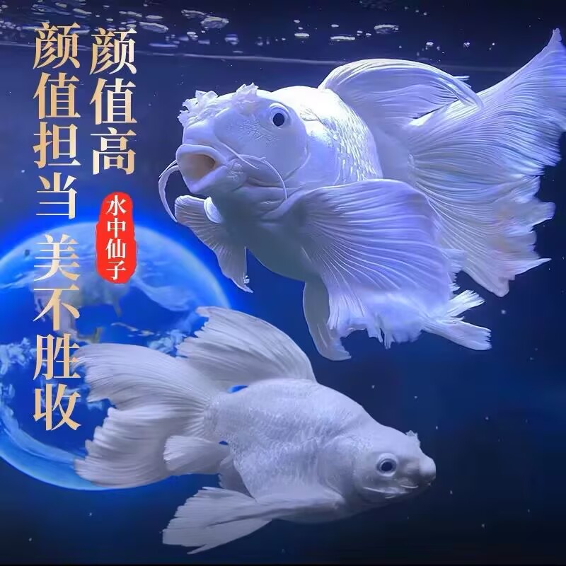 纯白台湾石膏白蝴蝶鲤招财好养